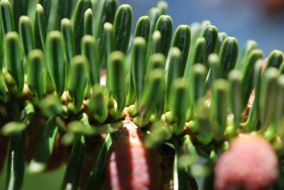 Abies numidica - jedle numidská - jarní větévka - jehlice (detail)